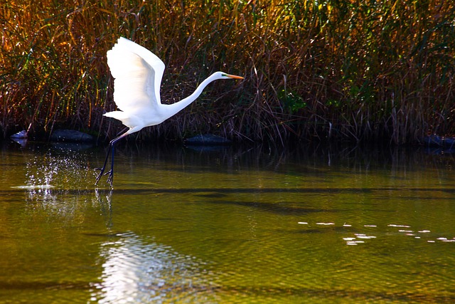 Free Egret Standing photo and picture