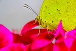 butterfly, yellow butterfly, affix