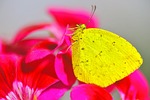 butterfly, yellow butterfly, insects