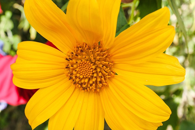 Free Wild Sunflower Sunflower photo and picture