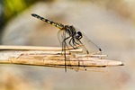 dragonfly, noon, resting