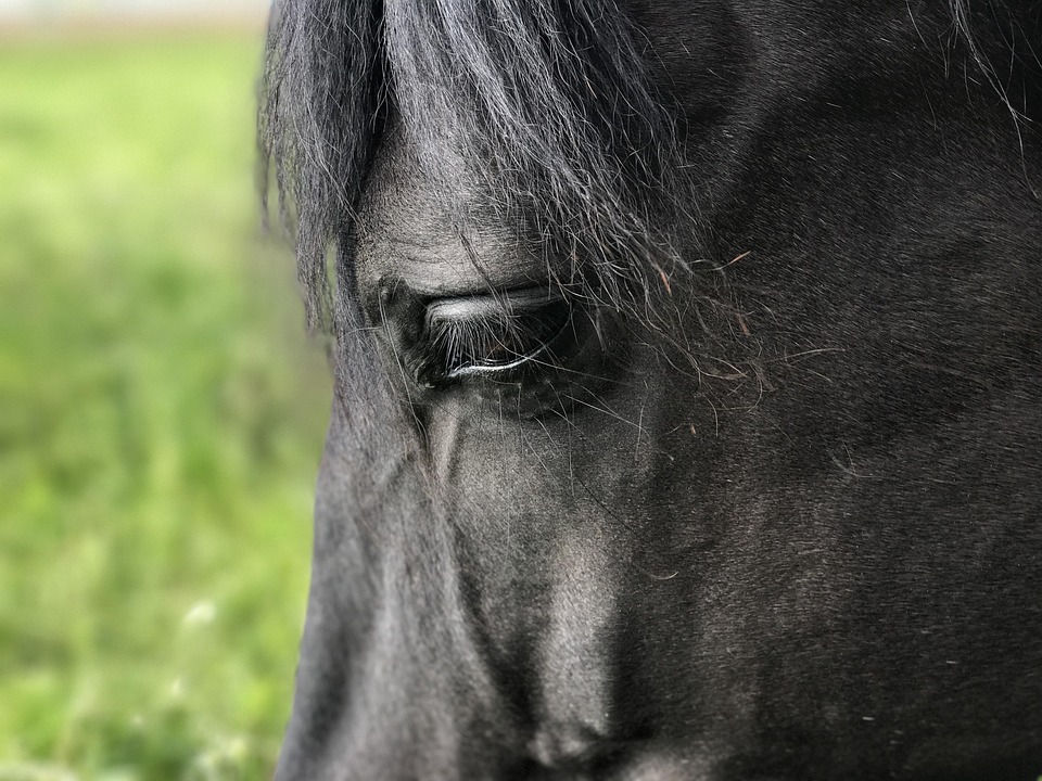 Cavalli Andalusi Pferdeportrait Foto Gratis Su Pixabay