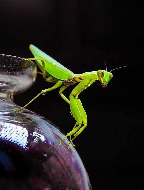 Free Grasshopper Locust photo and picture