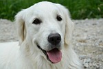 dog, bitch, golden retriever