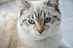 cat, young cat, feline