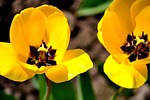 yellow tulips, tulip, tulpenbluete