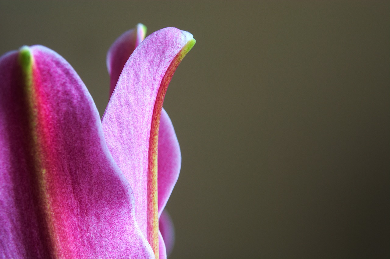 Lily Pink Close Up Free photo on Pixabay