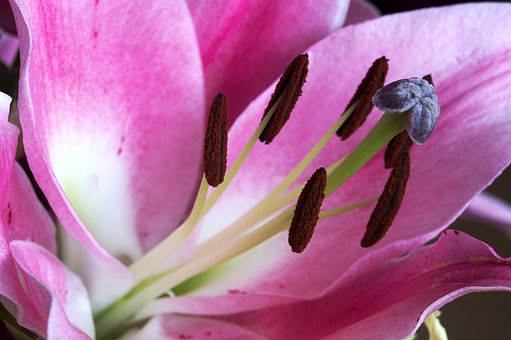 Free Close Up Flower Background photo and picture