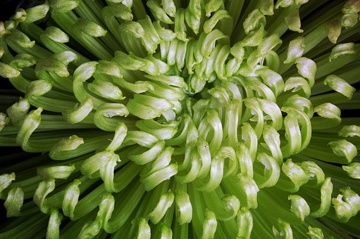 Free Green Flower photo and picture