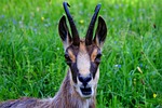 animal, gams, chamois
