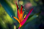 flower, foliage, garden