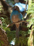ethiopia, bird, animal