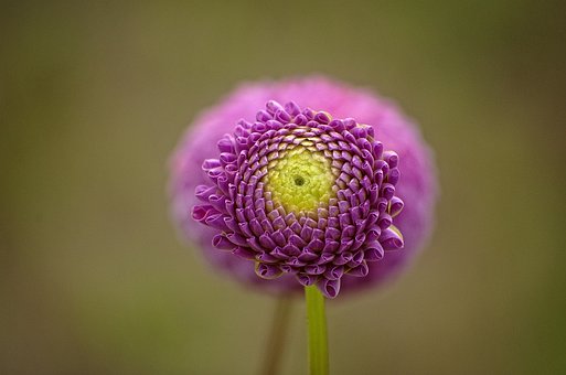 Flor, Naturaleza, Jardín, Flor De Jardin