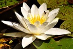water lily, plant, aquatic plant
