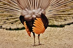 peacock feathers, wheel, plumage