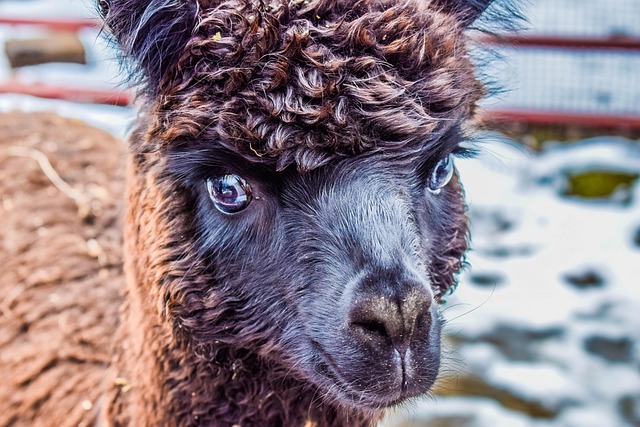Free Alpaca Animal photo and picture