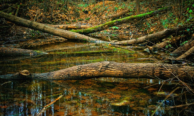 Free Broken Trees Wood photo and picture