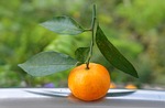 food, fruits, tangerines