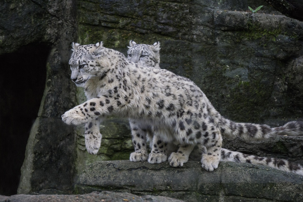 Sn leopard Lodne Snow Leopard Wikipedia Sn leopard Lodne Snow Leopard Wikipedia