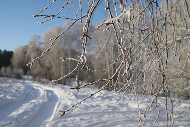 Natuur, Landschap, Rusland, Bomen