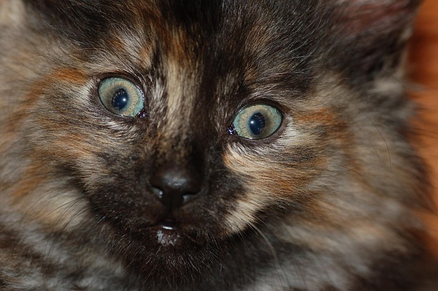 Free Feline Kitten photo and picture