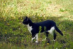 cat, feline, animal
