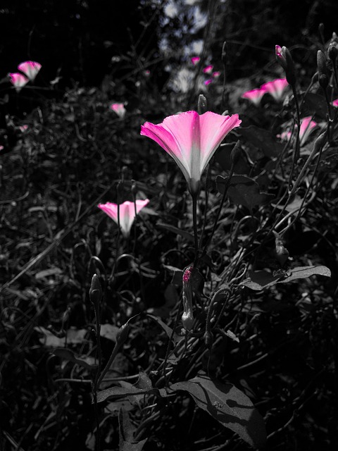 Free Flower Purple photo and picture