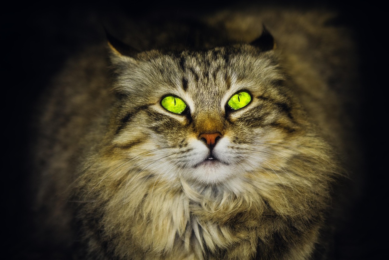 Cat - free online jigsaw puzzle photo