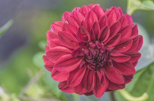 Blomst, Natur, Blomster, Plante, Sommer