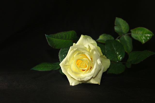 Free Rose Black photo and picture