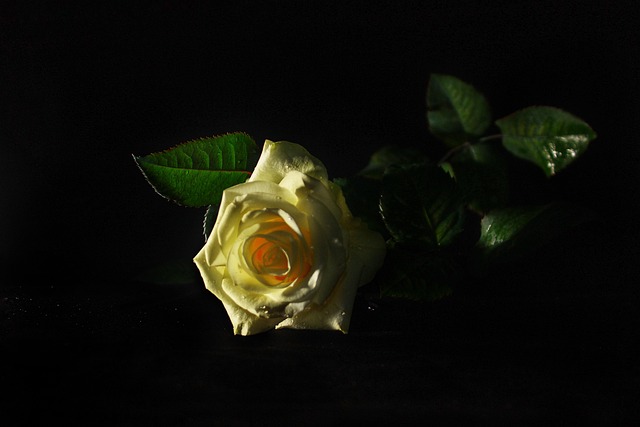 Free Rose Flower photo and picture