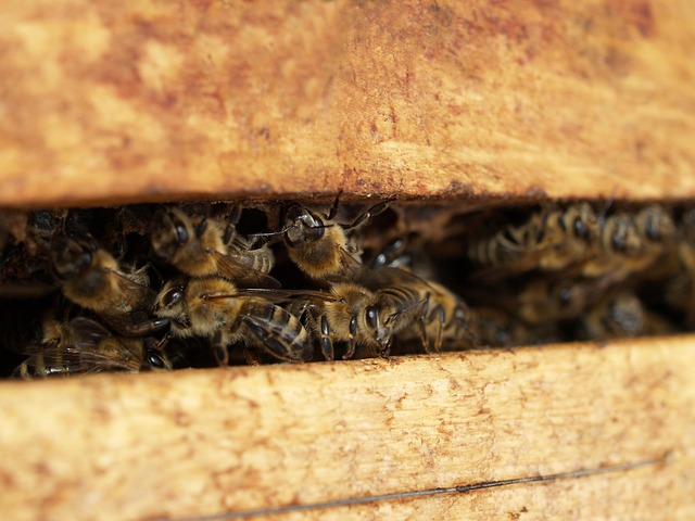 Free Insect Bee photo and picture
