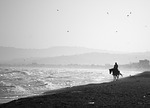 horse, beach, white black
