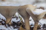 mushrooms, snow, three