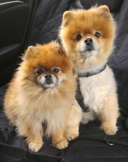 Spitz Enano, Pomerania, Puntiagudo