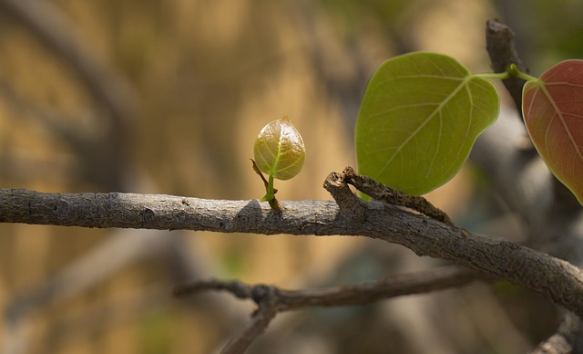 Free Nature Germ photo and picture