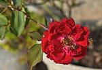 red rose, three honey bees, trio