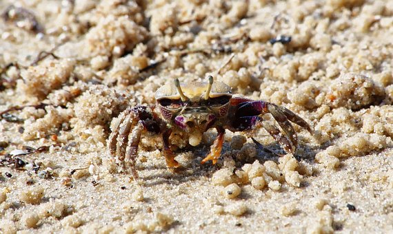 Krabbe, Sand, Meer, Strand, Krebstier