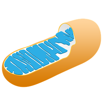 Митохондрии, Клетка, Биология, Наука
