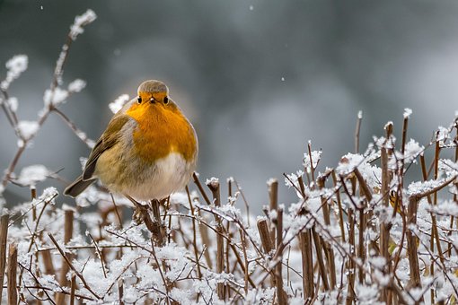 Free Robin Winter photo and picture