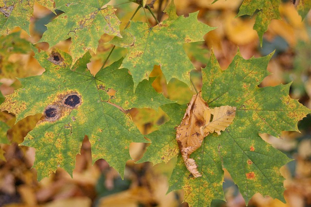 Otoño Dorado, Macro, Otoño, Naturaleza