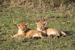 lion cubs, africa, kenya
