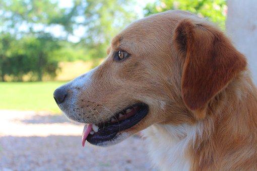 Free Dog Orange photo and picture