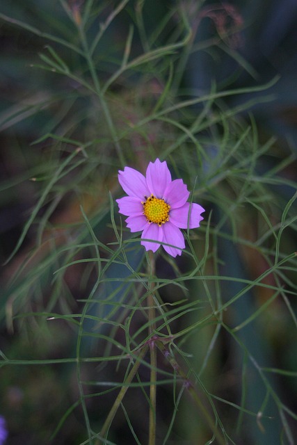 Flores, Macro, El Verano