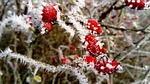 frost, the fruit red, wild rose