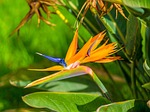 bird of paradise, flower, tropical
