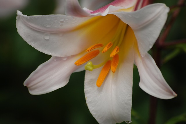 Nieuw, Bloem, Bloem Behang, Wit, Tuin
