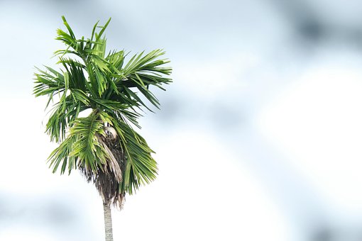 Palme Træ, Himmel, Håndflade, Træ, Blå