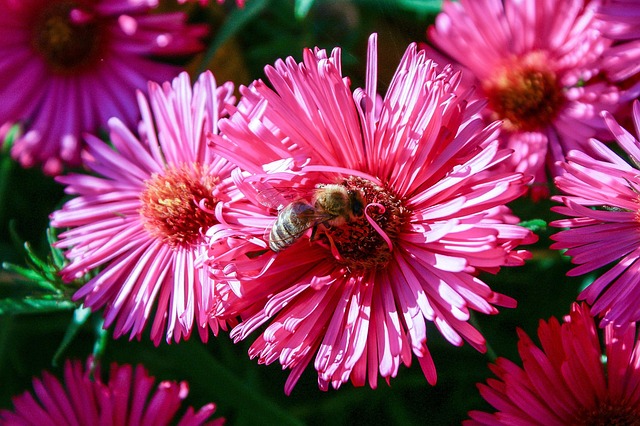 Blume, Natur, Pflanze, Garten, Blühend