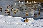 ducks, birds, pond